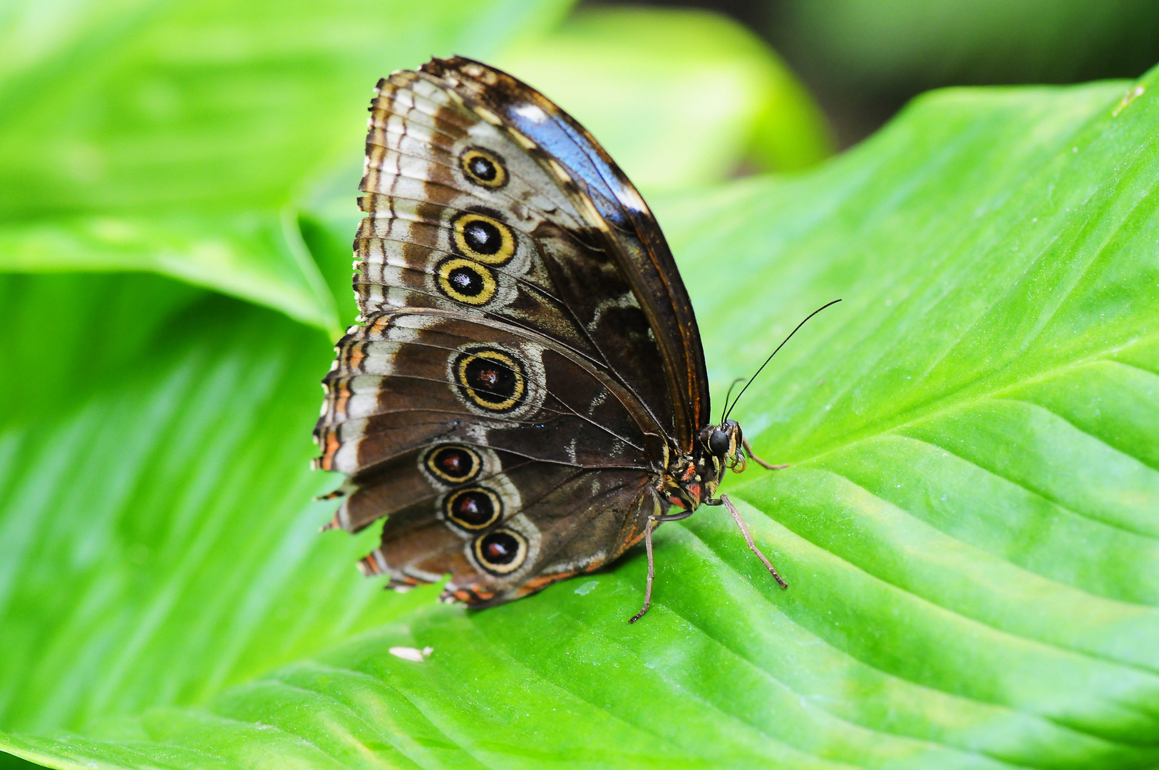 Schmetterling 1