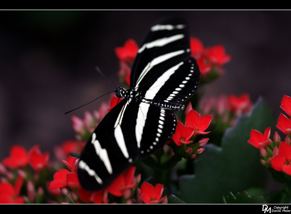 Schmetterling #1