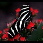 Schmetterling #1