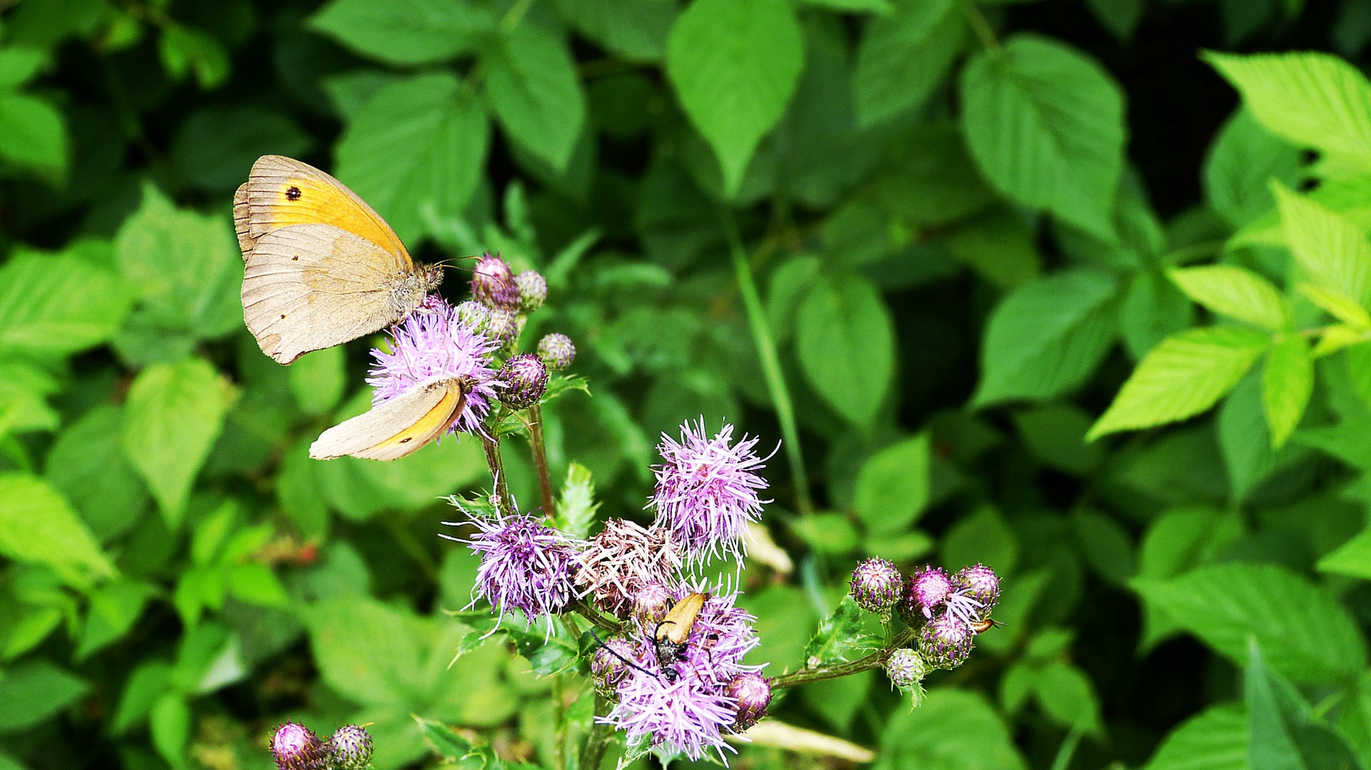 Schmetterling 1