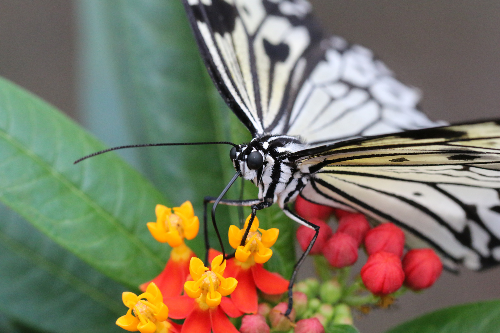 Schmetterling 1