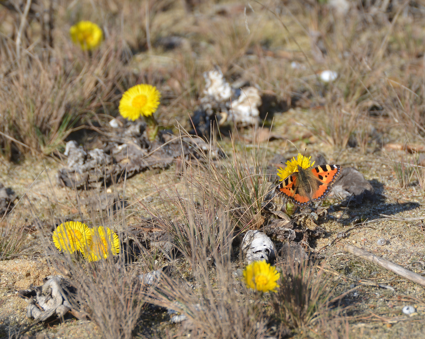 Schmetterling 1