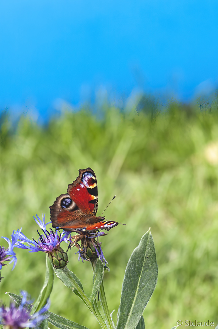 Schmetterling 1