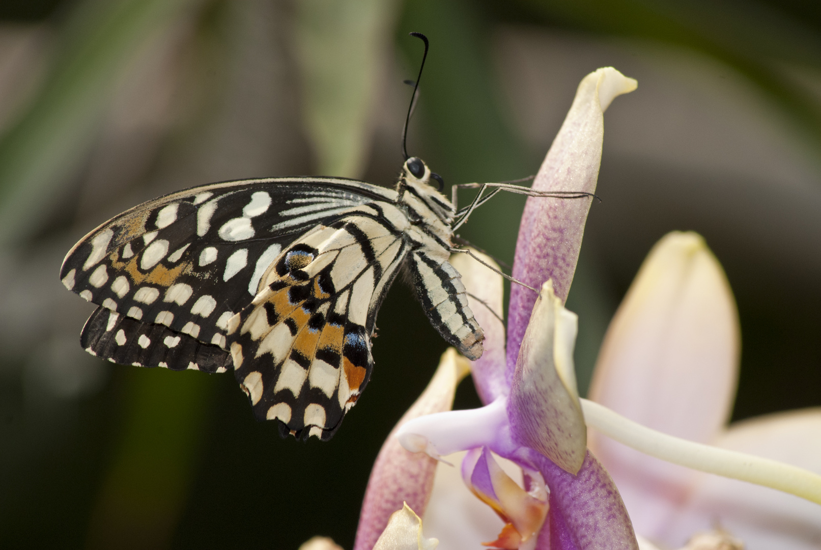 Schmetterling 1