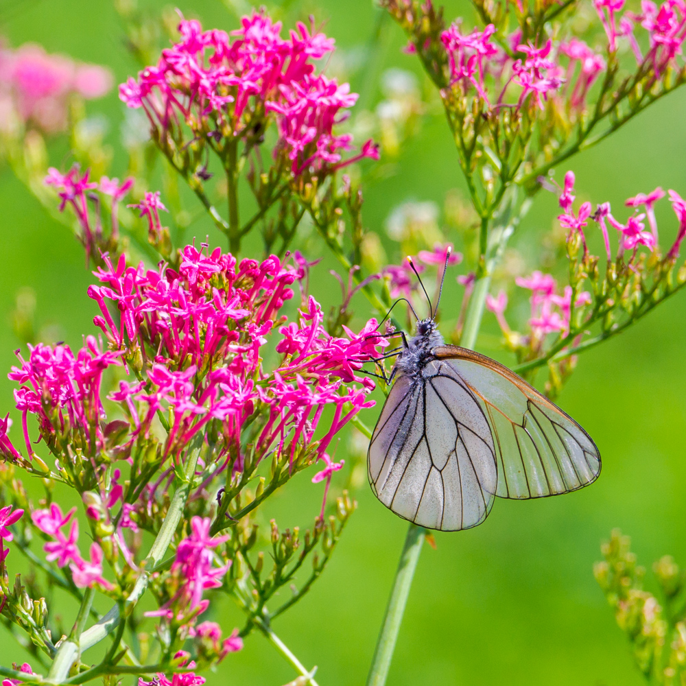 Schmetterling 1