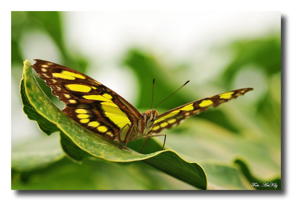 Schmetterling 1