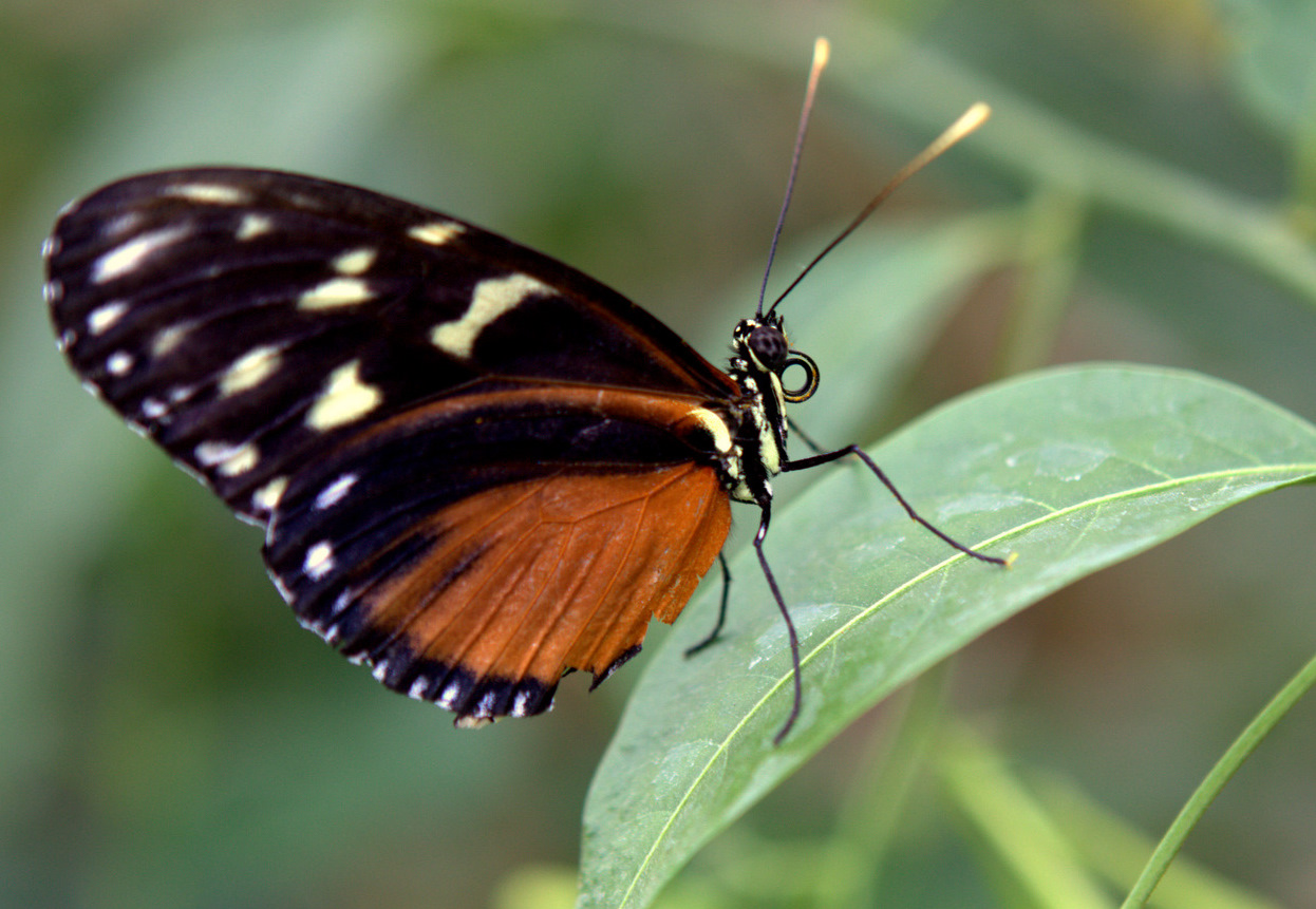 Schmetterling 1