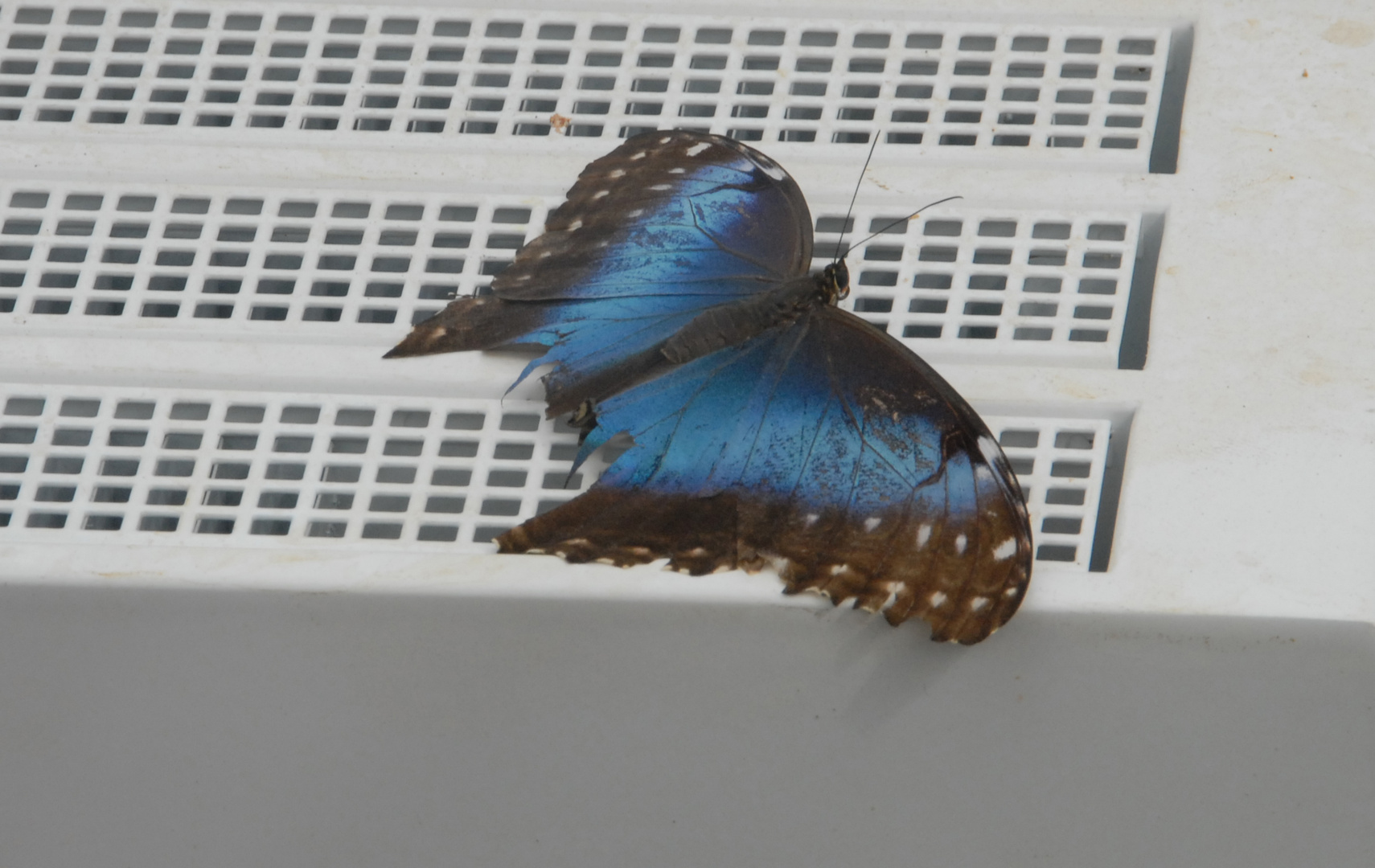 Schmetterling 1