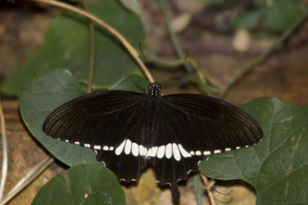 Schmetterling 1.