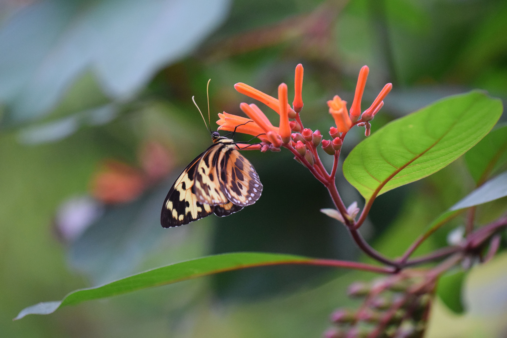 Schmetterling 1