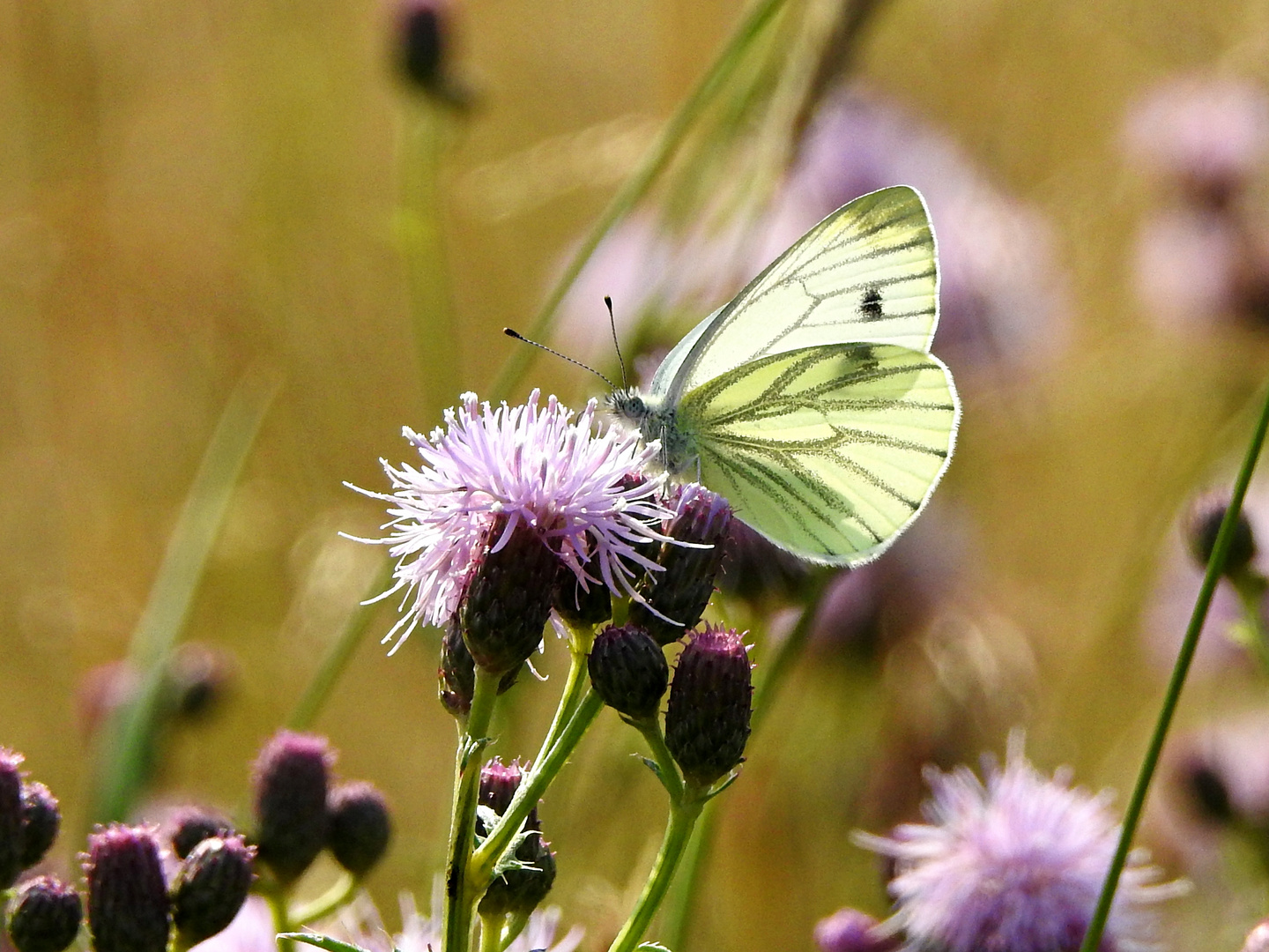 Schmetterling 1