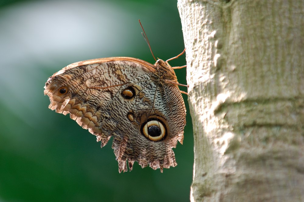 Schmetterling 1