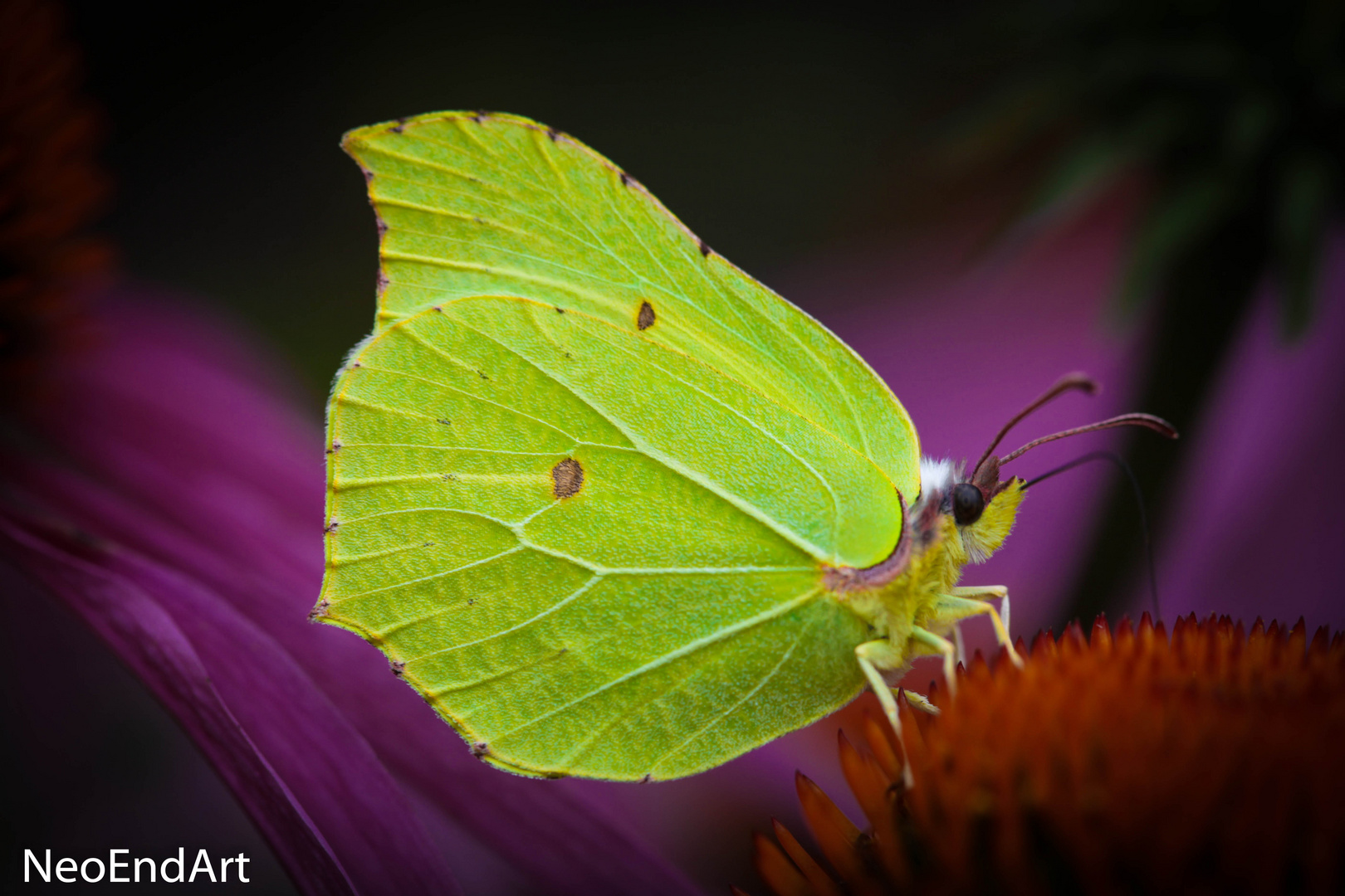 Schmetterling 1