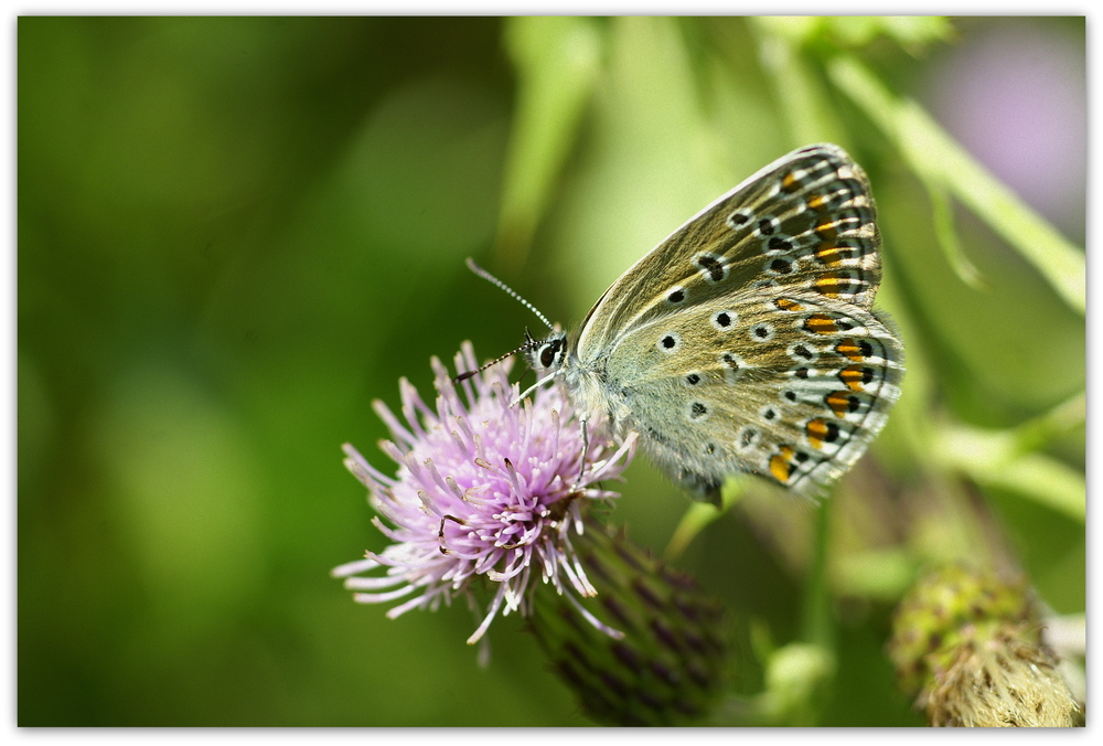 Schmetterling 1