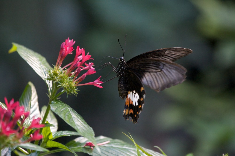 Schmetterling 1