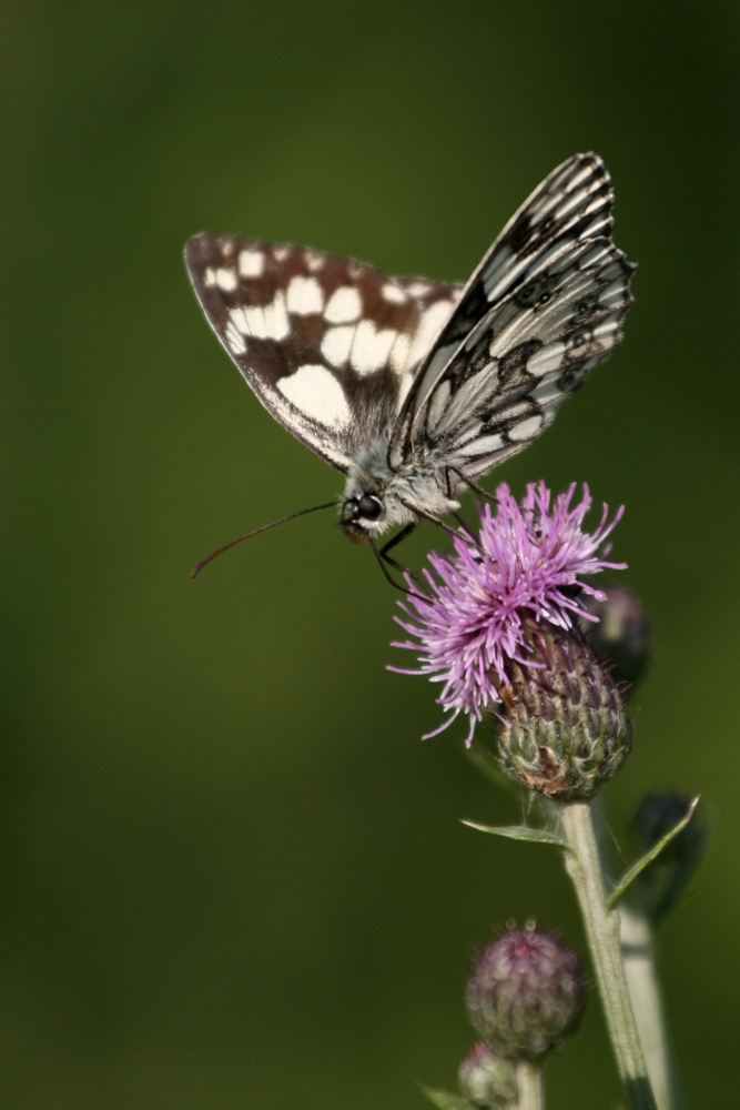 Schmetterling 1