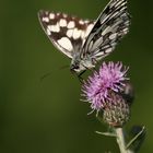 Schmetterling 1