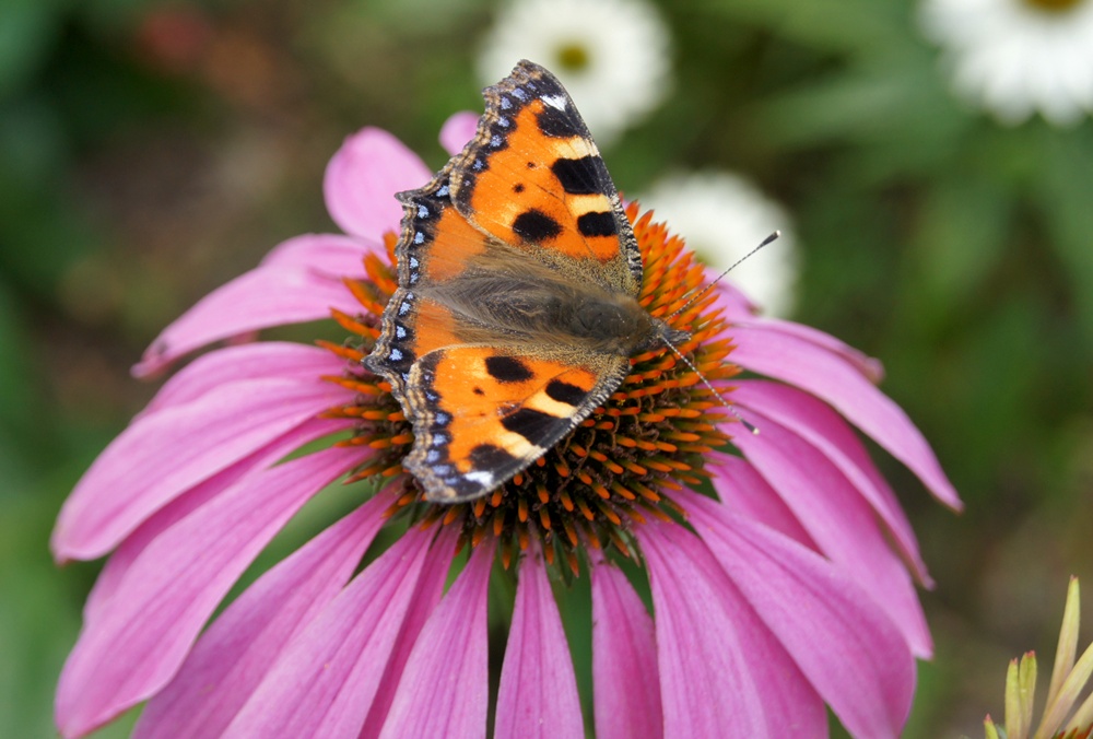 Schmetterling 1