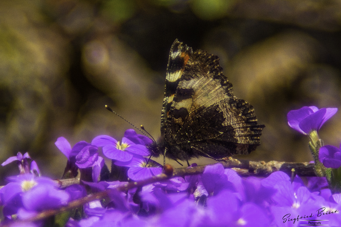 Schmetterling-1