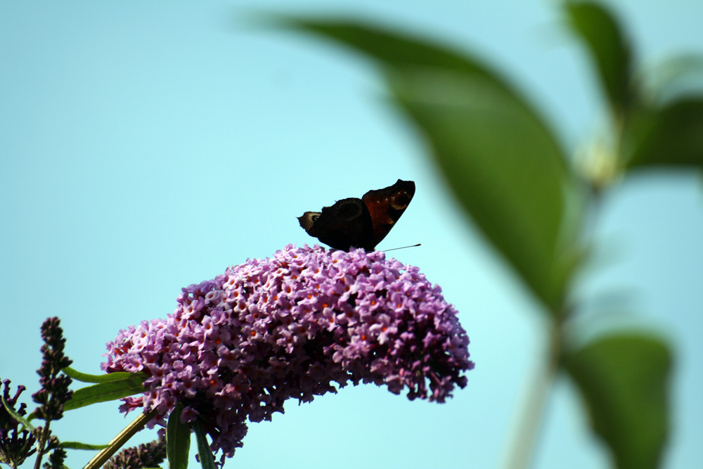 schmetterling 1