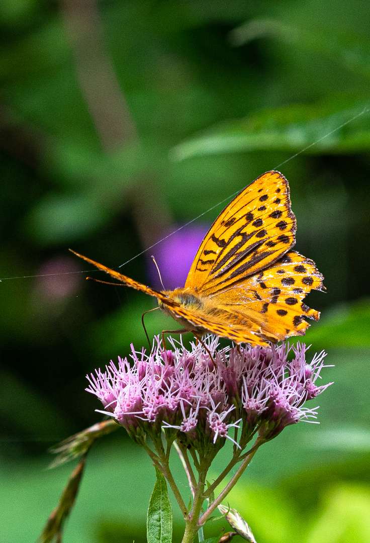 SCHMETTERLING-1