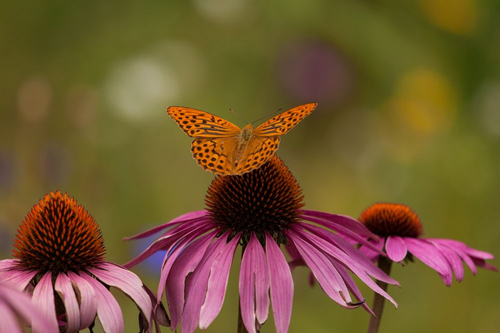 Schmetterling 1