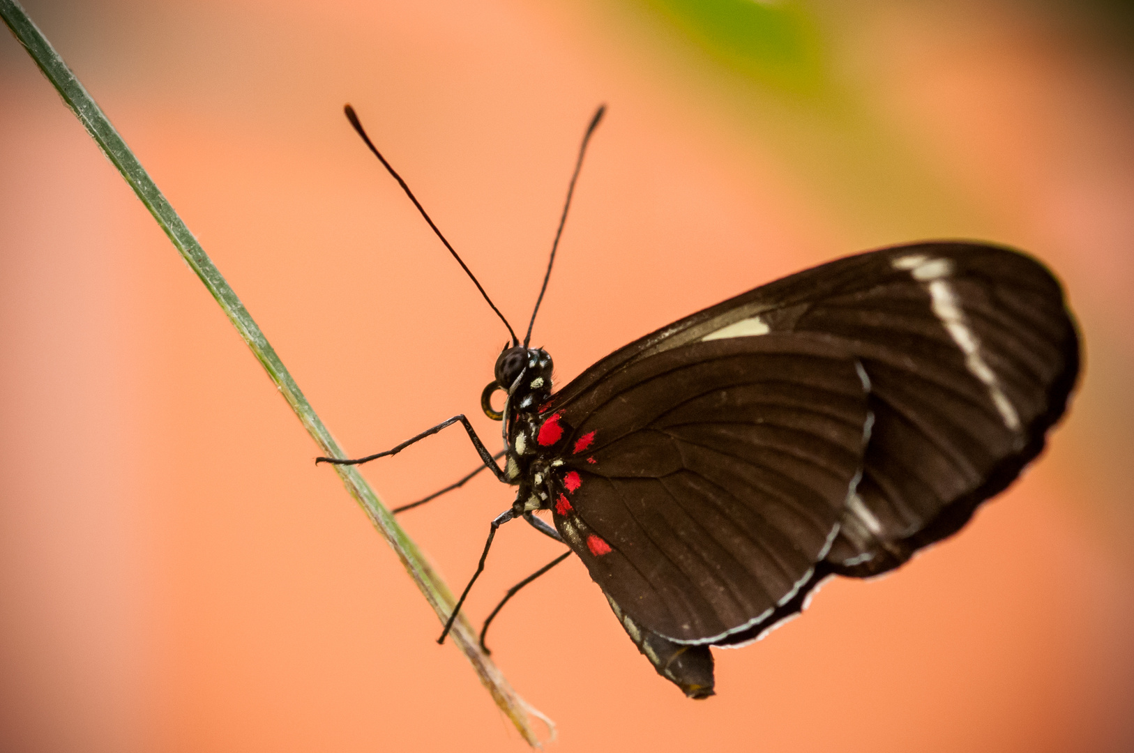 Schmetterling 1