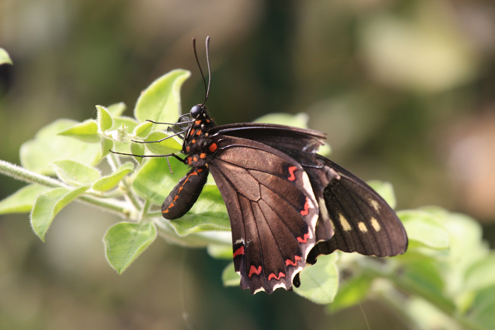 Schmetterling 1