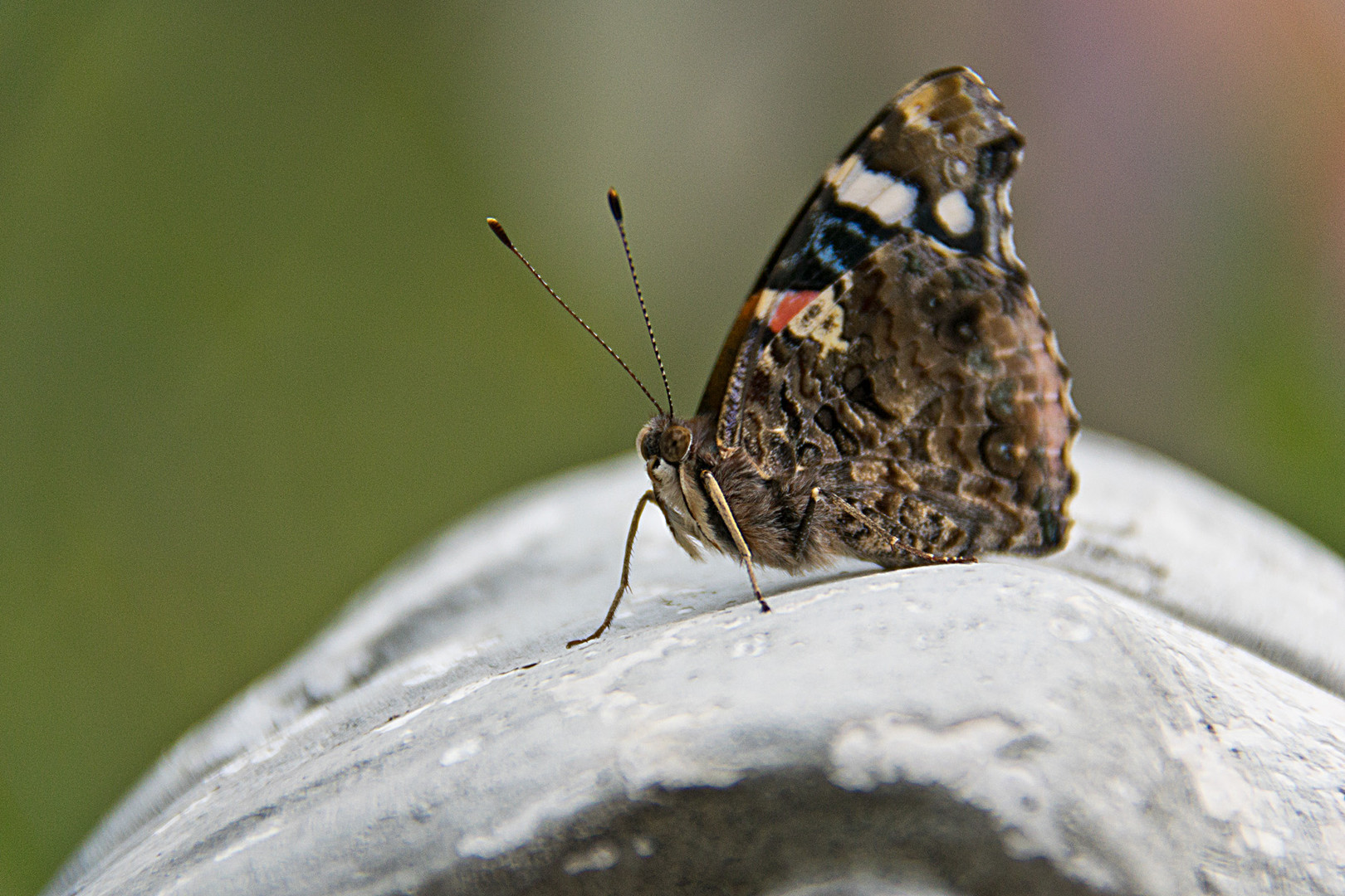 Schmetterling 1