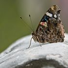 Schmetterling 1