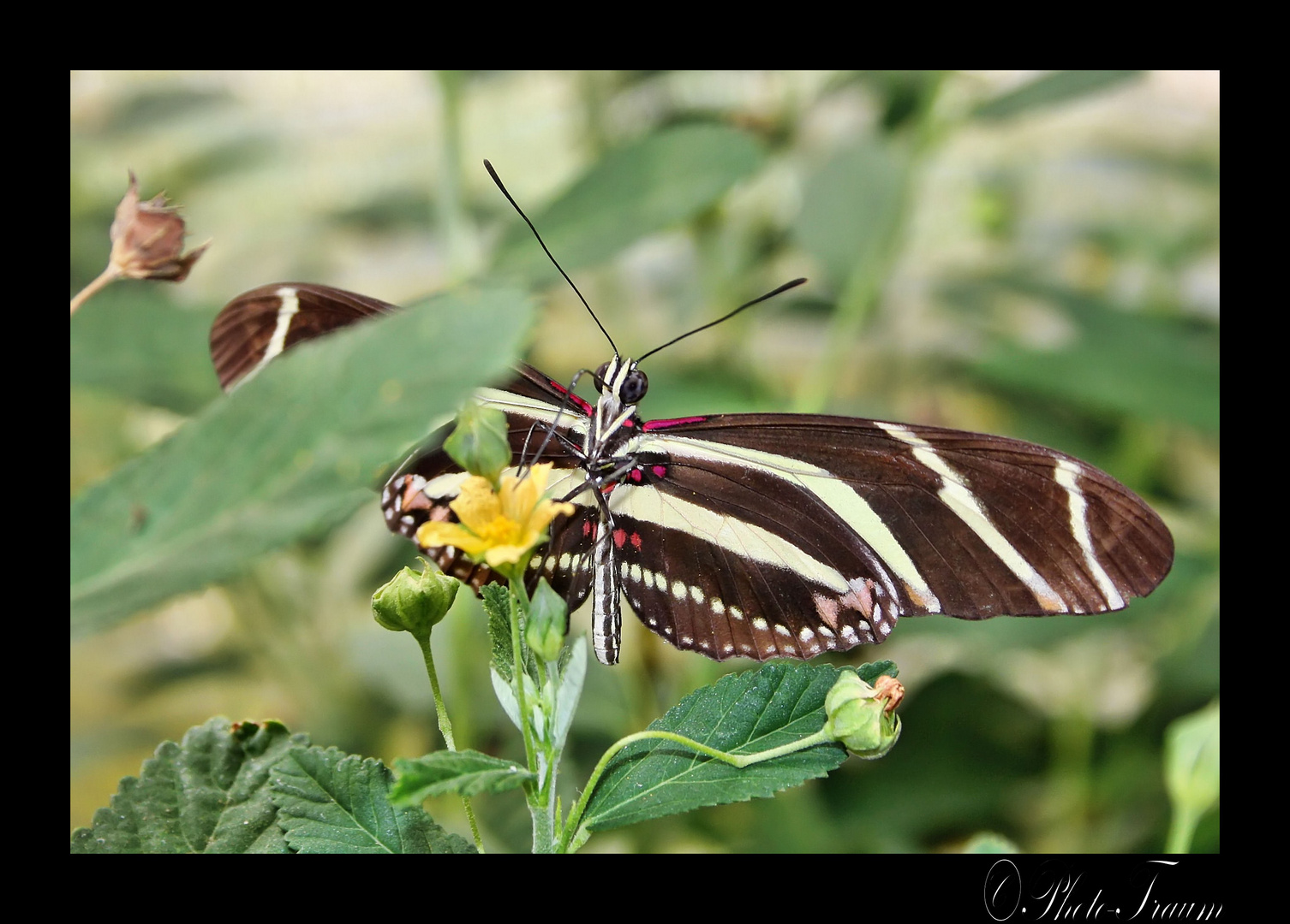 Schmetterling 1