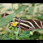 Schmetterling 1