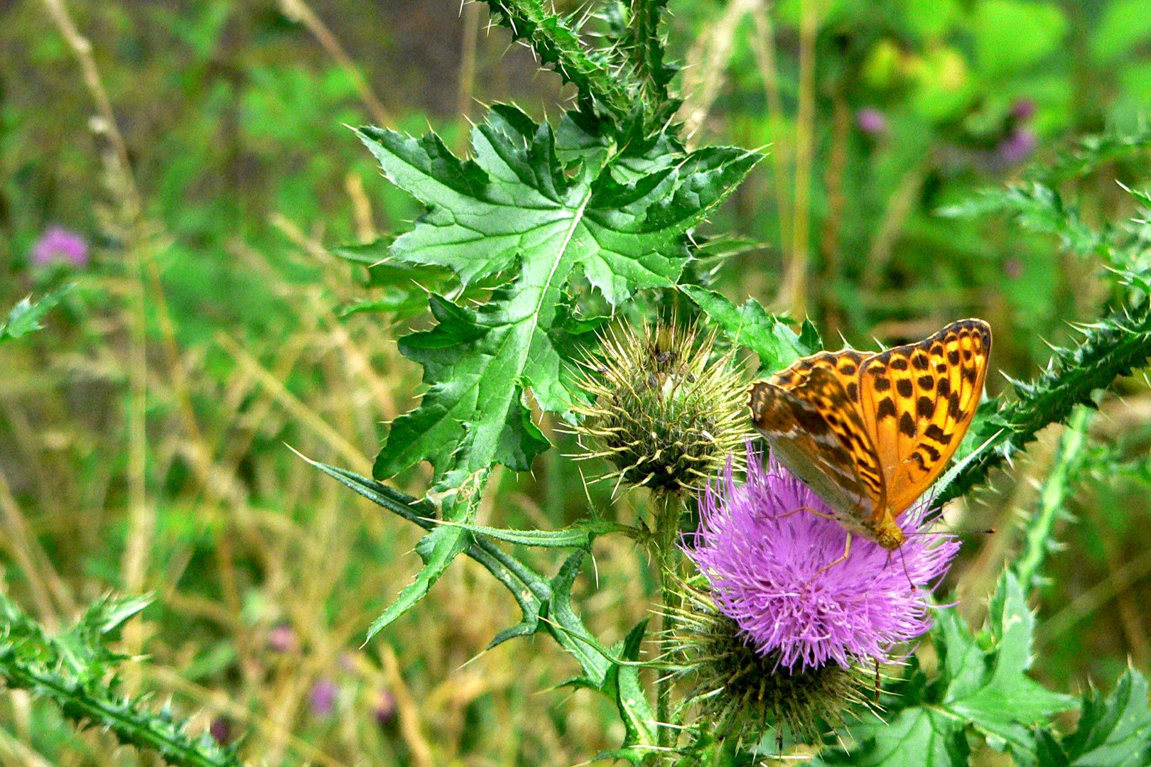 Schmetterling 1