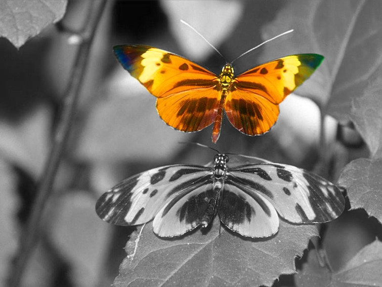 Schmetterling - 1. Versuch Color Keying