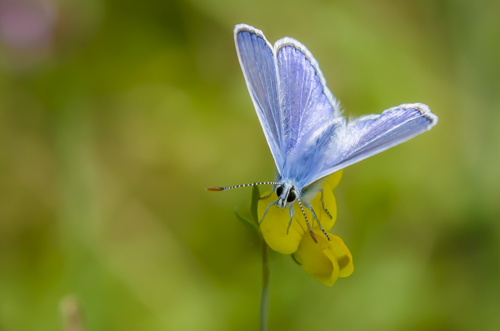 schmetterling (1 von 1)