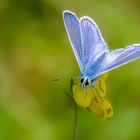 schmetterling (1 von 1)