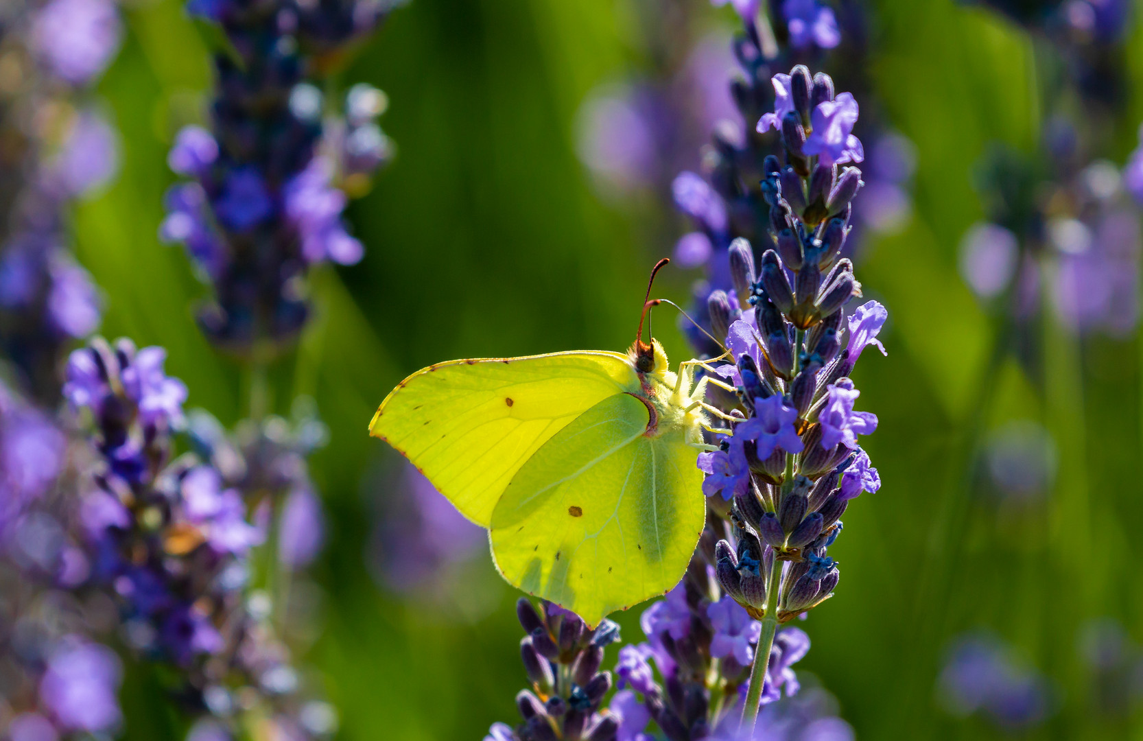 schmetterling (1 von 1)