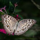 Schmetterling 10