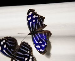 Schmetterling 10