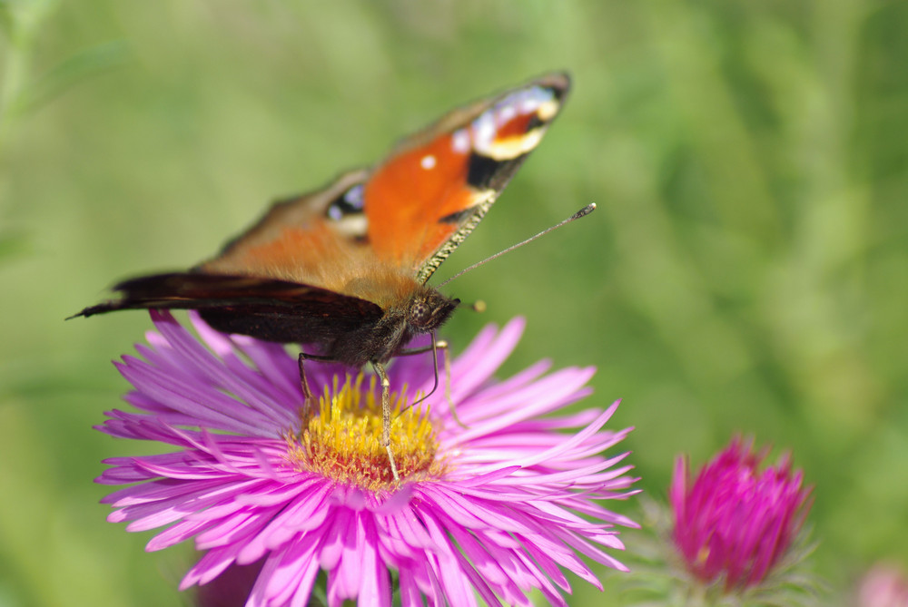 Schmetterling