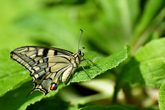 Schmetterling