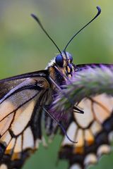 Schmetterling