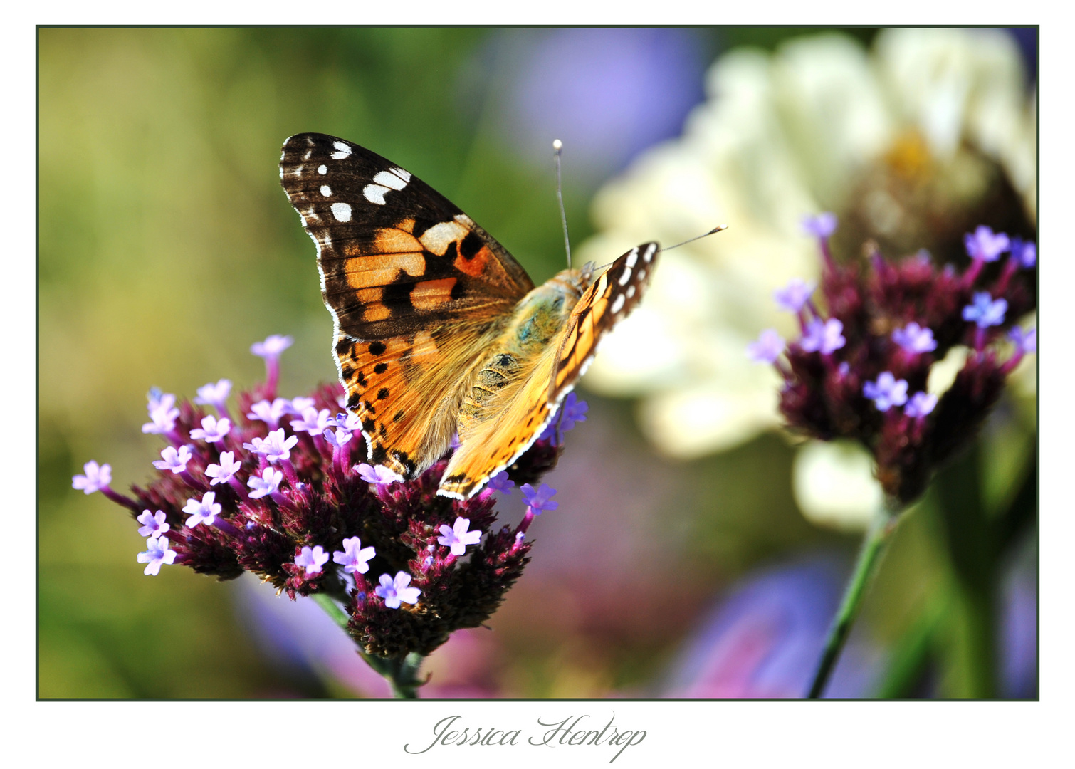 Schmetterling