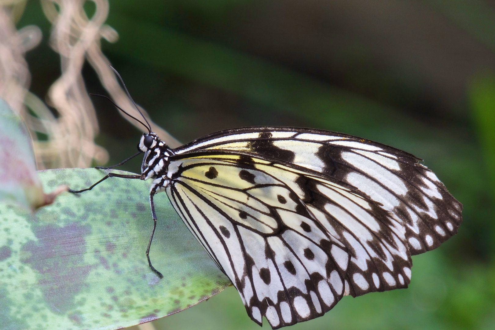 Schmetterling