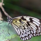 Schmetterling