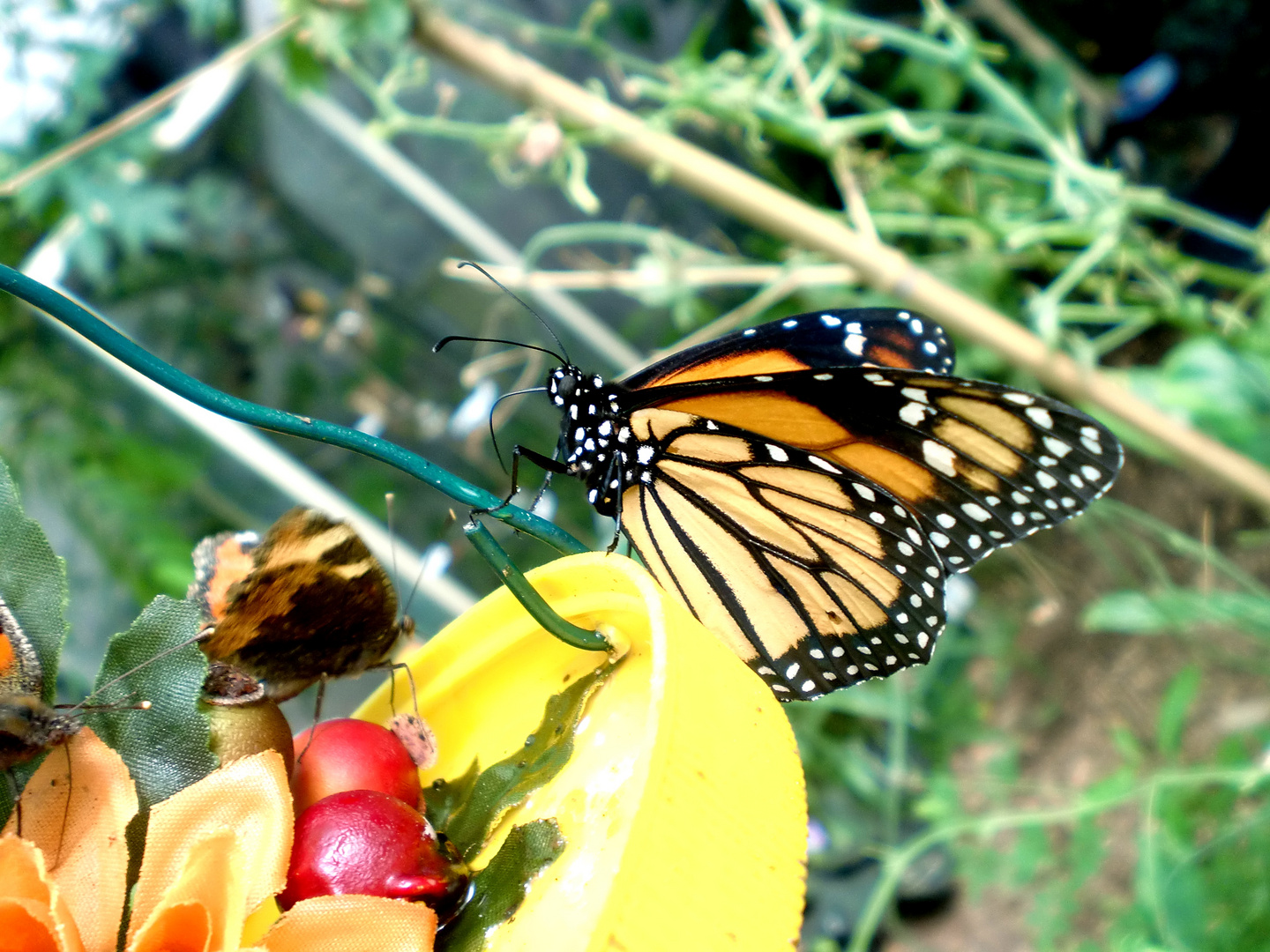 Schmetterling