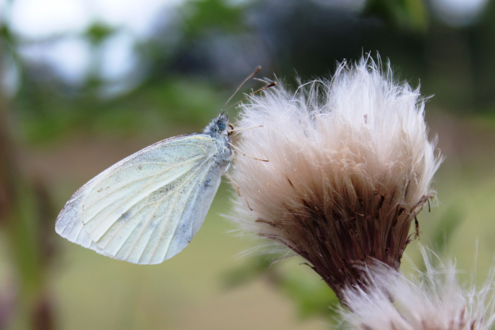 Schmetterling