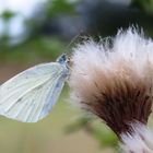 Schmetterling