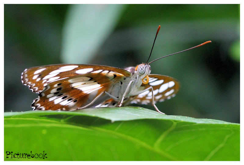 Schmetterling