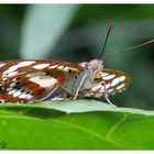 Schmetterling